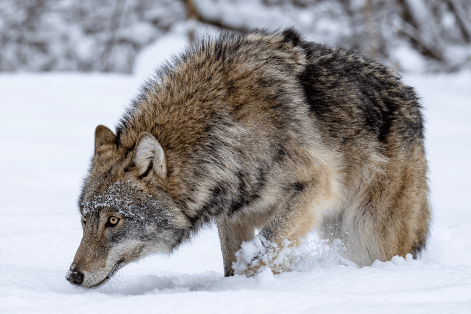 Волки 6_Фото Татьяна Алешка.png