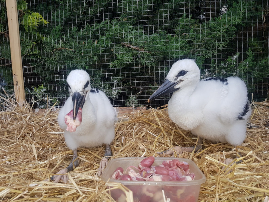 Мужчина спасает аистов 6.jpg Мужчина спасает аистов 6.jpg