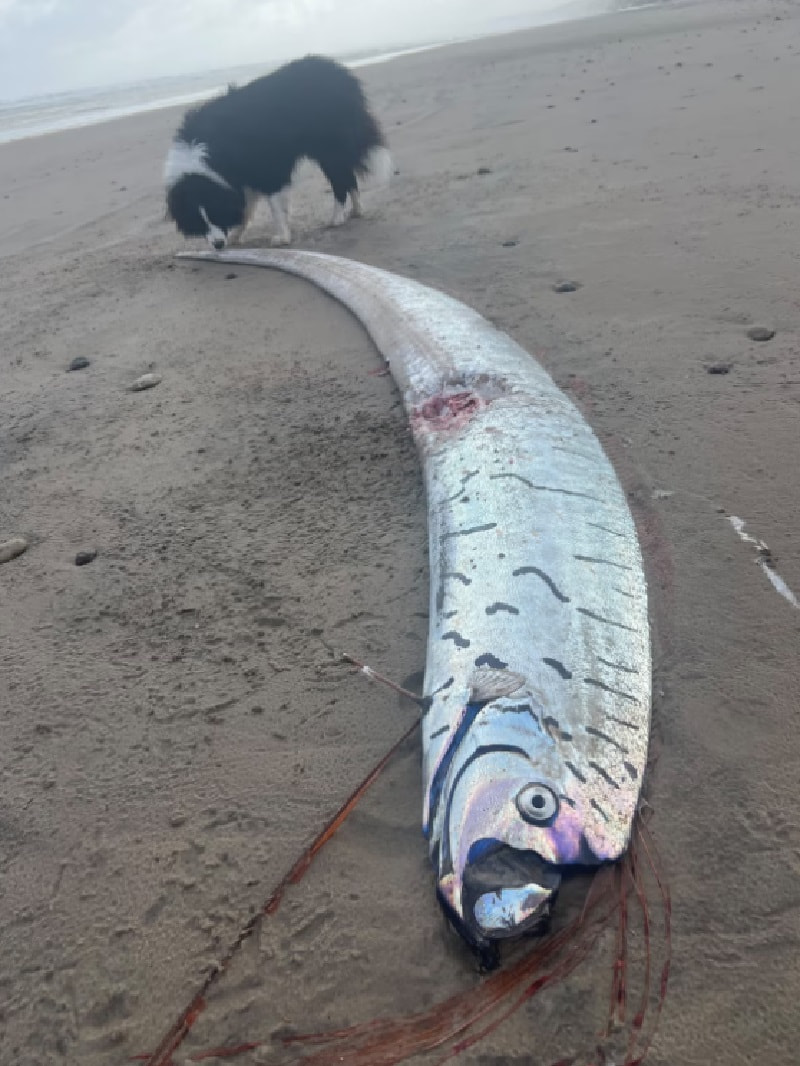 Рыба судного дня фото.jpg