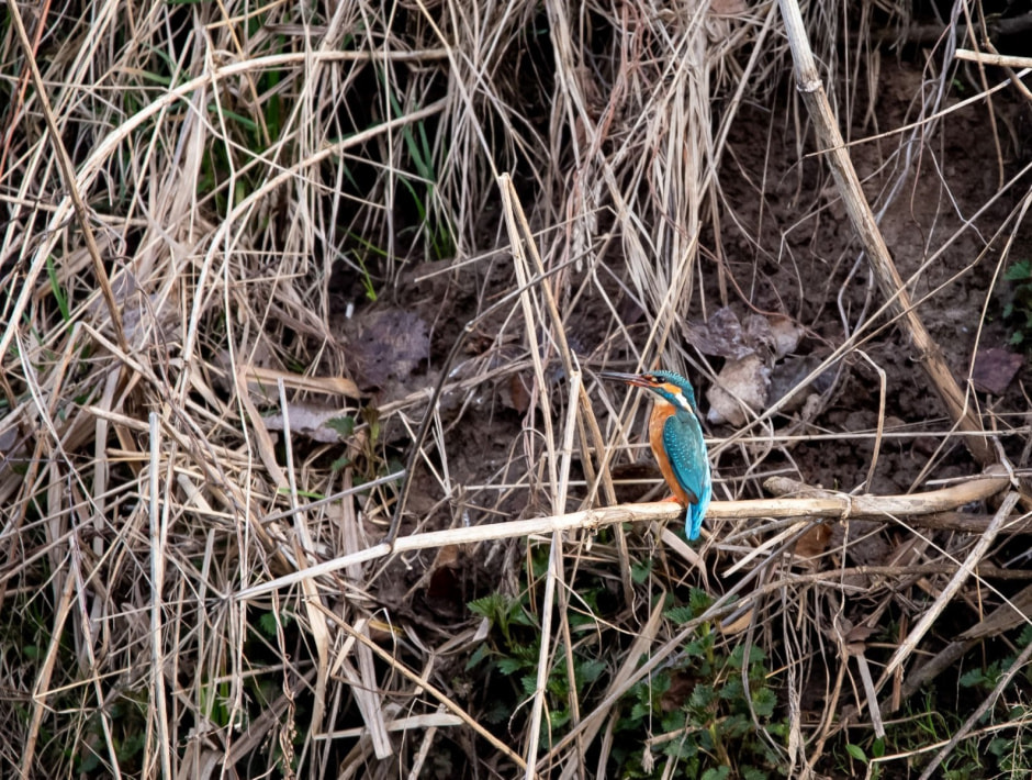 Зимородок 3.jpg