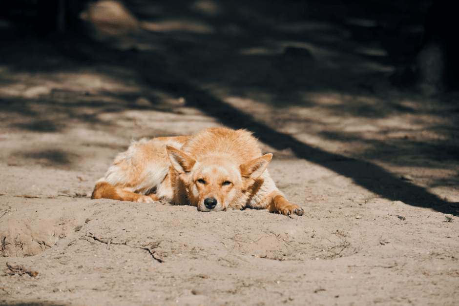 Закон о животных 4.png