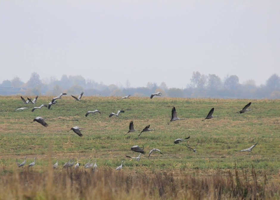 14-Журавли на поле.jpg