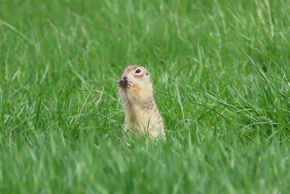 Наблюдаем за сусликами 31.jpg