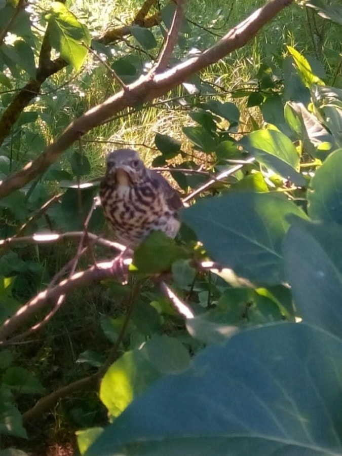 Фотомарафон Птицы Беларуси 4_Птенец дрозда-рябинника (Елена Шнаревич).jpg