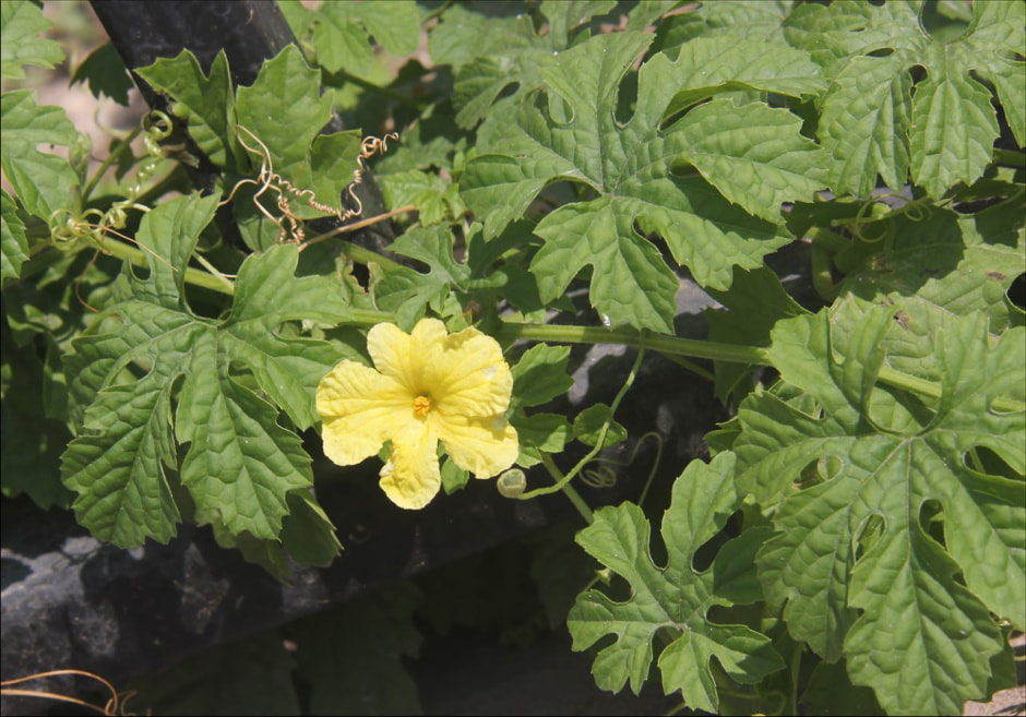 момордика 2.jpg