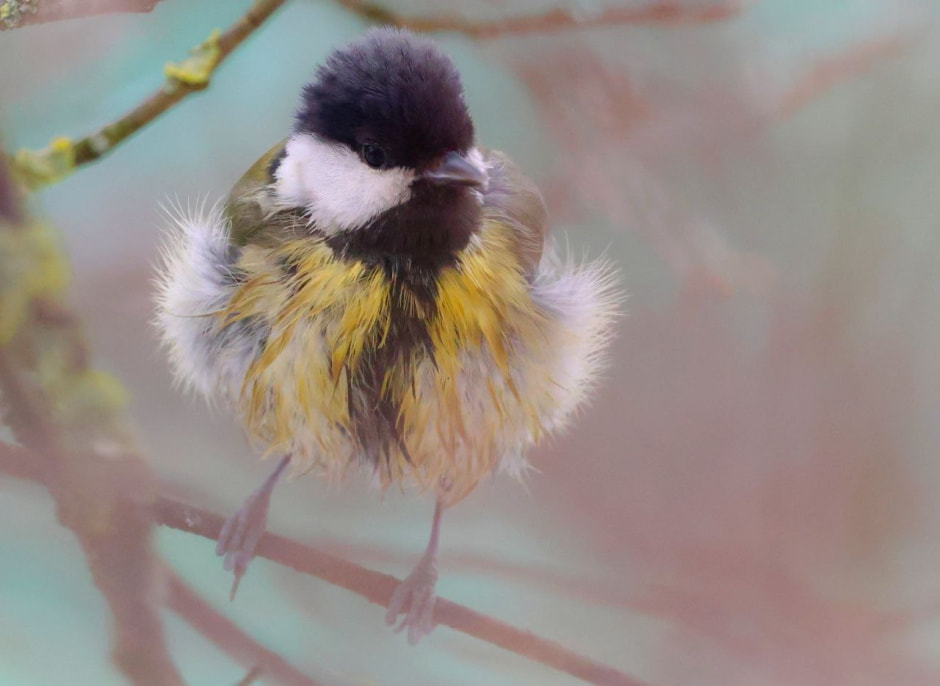 Инна Шкурко Большая синица помылась.jpg