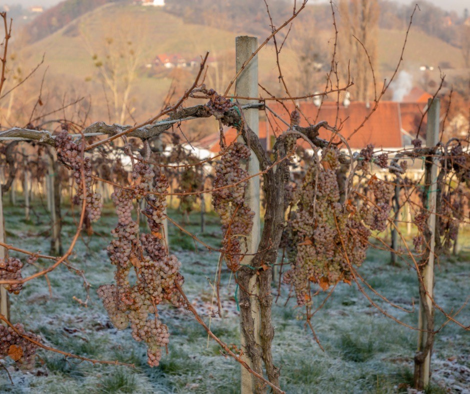 Ошибки виноделов 11.jpg