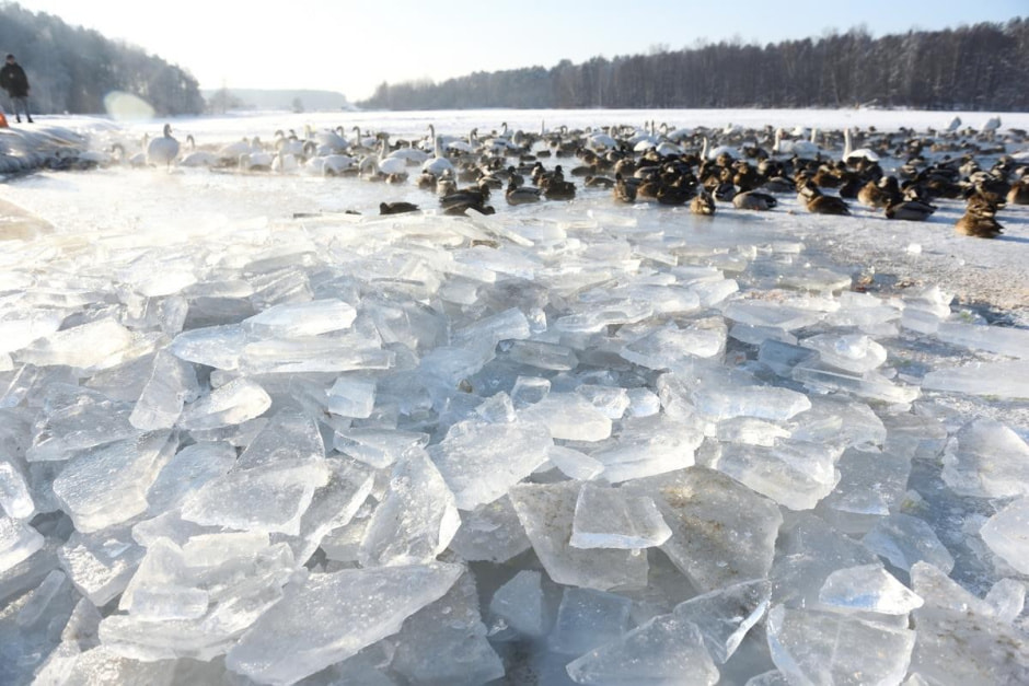 3-Лебеди на Минском море.jpg