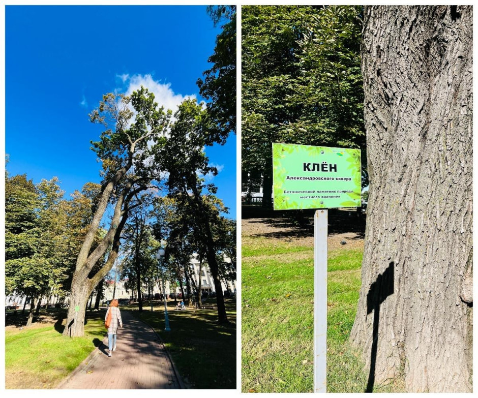 6-Один из старых кленов Александровского сквера.jpg