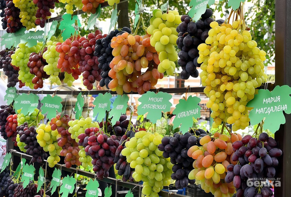 конкурс винограда в Гомеле.jpg