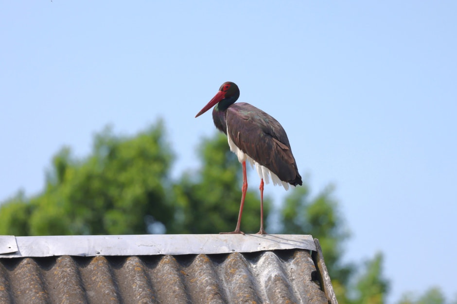 Чёрный Аист.jpg