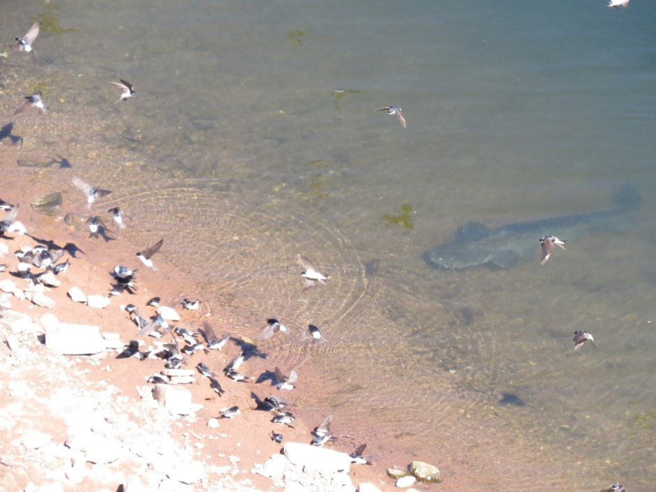 Сом в Беларуси 4.jpg