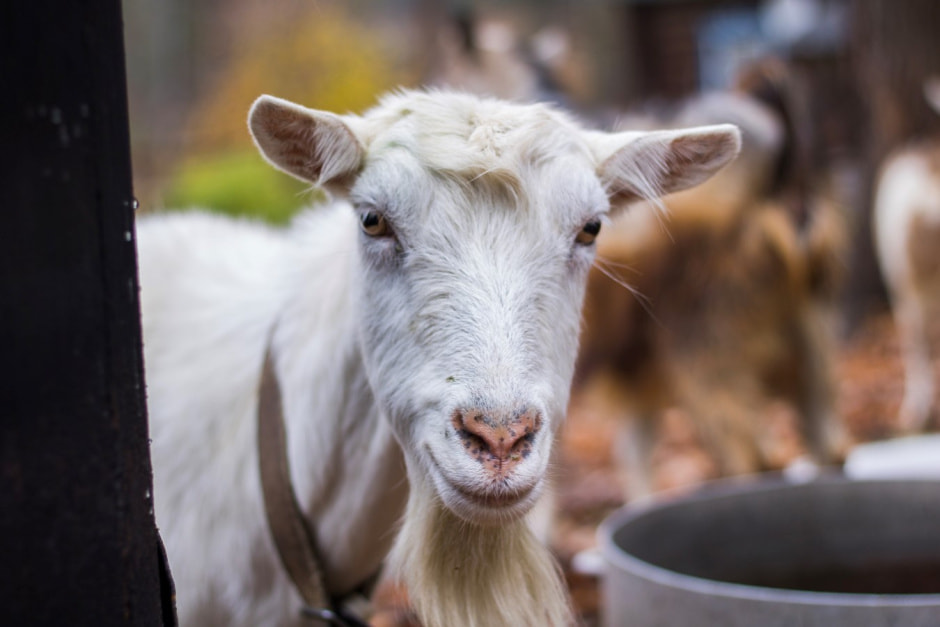 Одни на целый хутор Красный бор 12.jpg