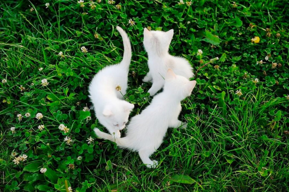 Что нужно успеть сделать в августе с деревне 14.jpg