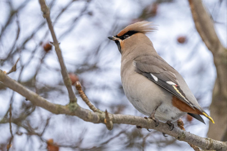 10 фактов о птицах 4_Свиристель.jpg