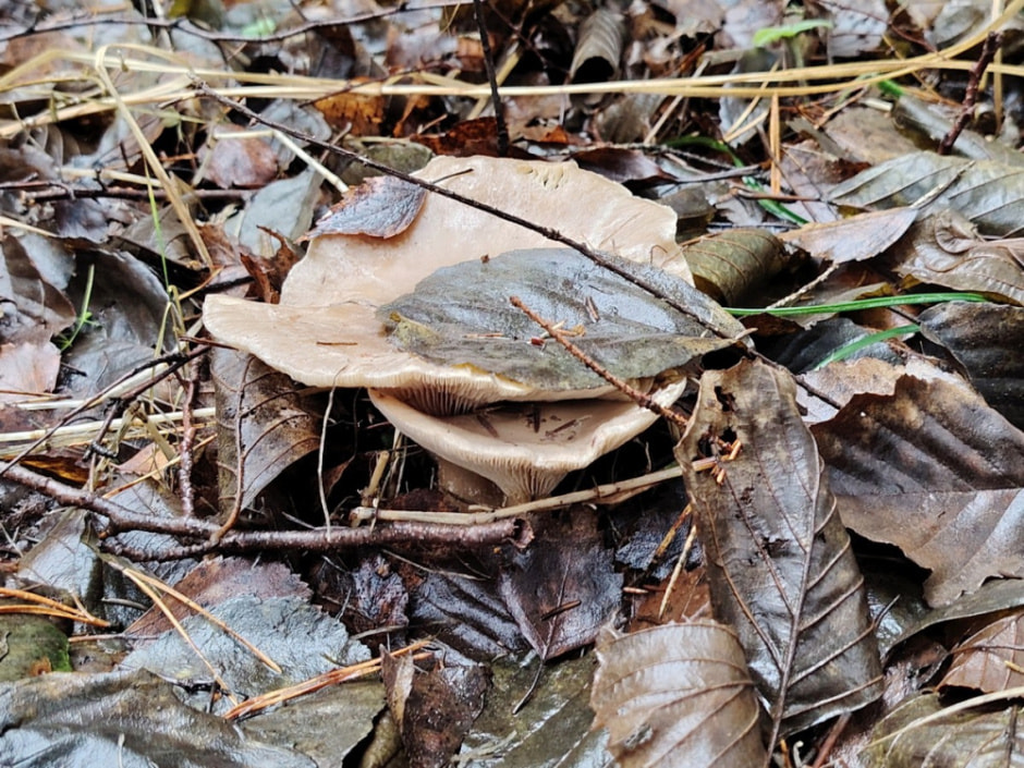 Проводник по болоту Кася 22.jpg