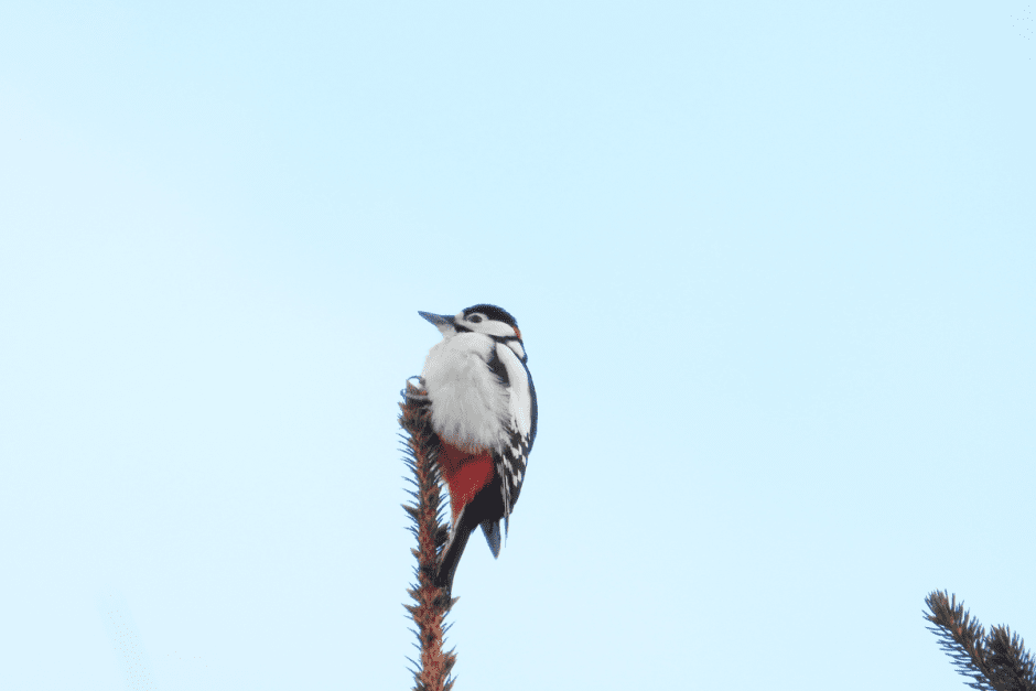 Клест 10_Белый пестрый дятел.png