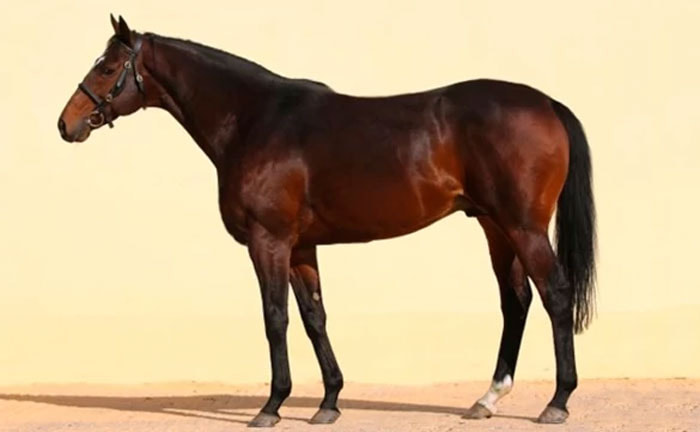 kadyrov-horse.jpg kadyrov-horse.jpg