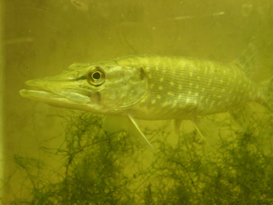 Прогулка с орнитологом 7.png