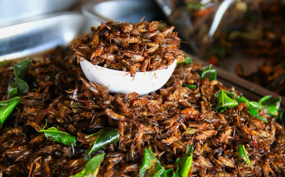 насекомые сверчки.png