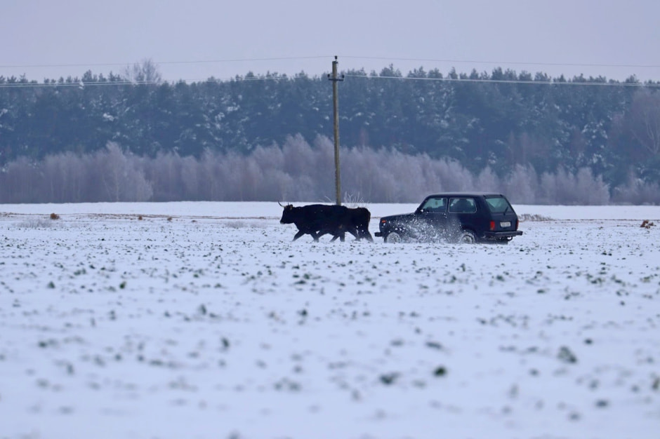 Быки Хека 11.jpg