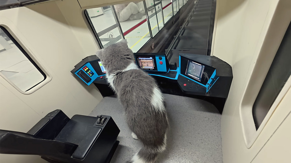 Кот в метро