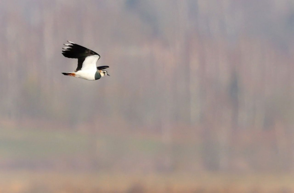 Инна Шкурко Чибис.jpg