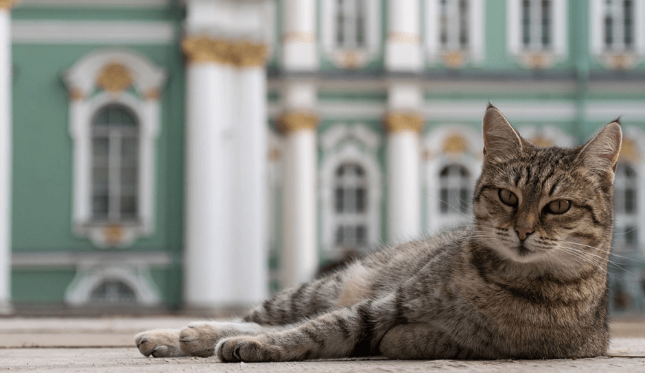 эрмитаж кот.png