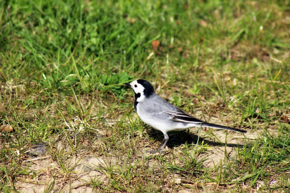 Белая трясогузка.jpg
