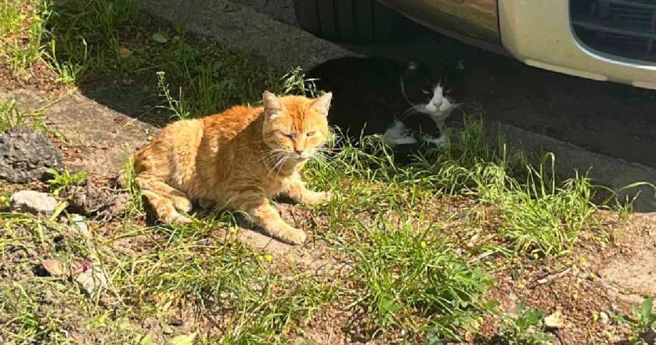 Коты Коты.jpg