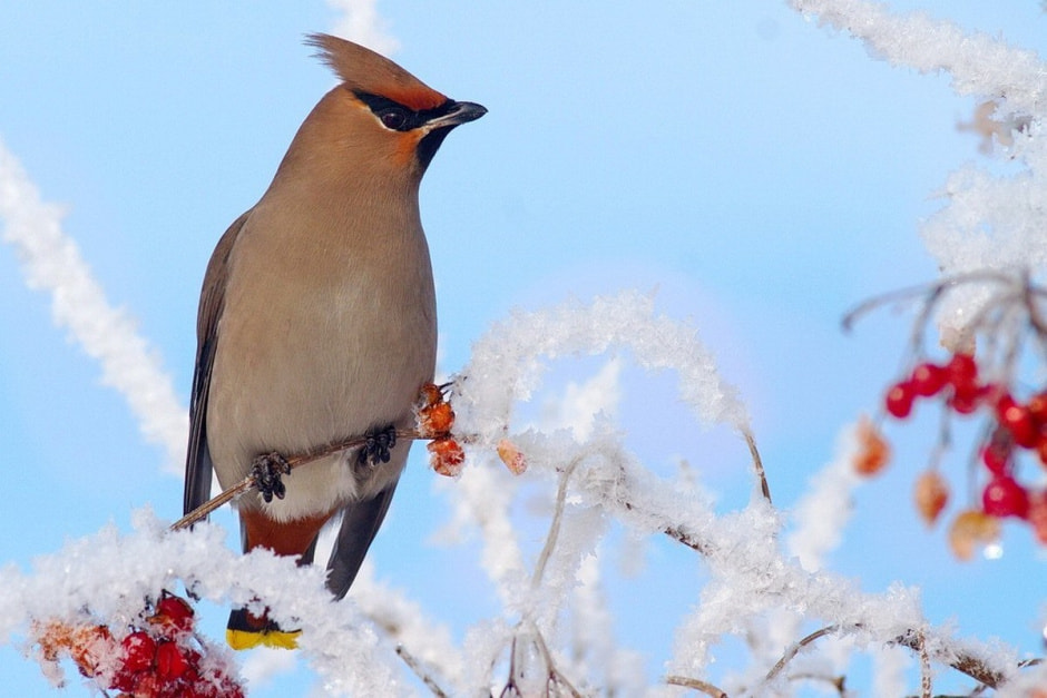 Фотограф дикой природы 5_Свиристель 2018 год.jpg
