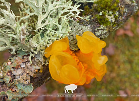 В Беловежской пуще нашли дрожалку. Что это такое?