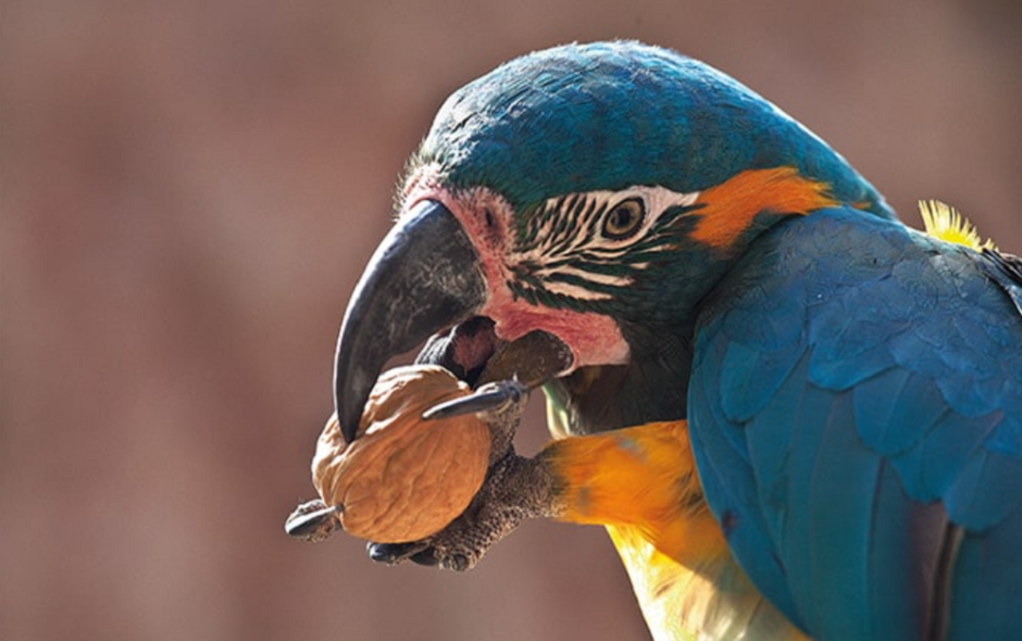 зоопарк Тенерифе зоопарк Тенерифе