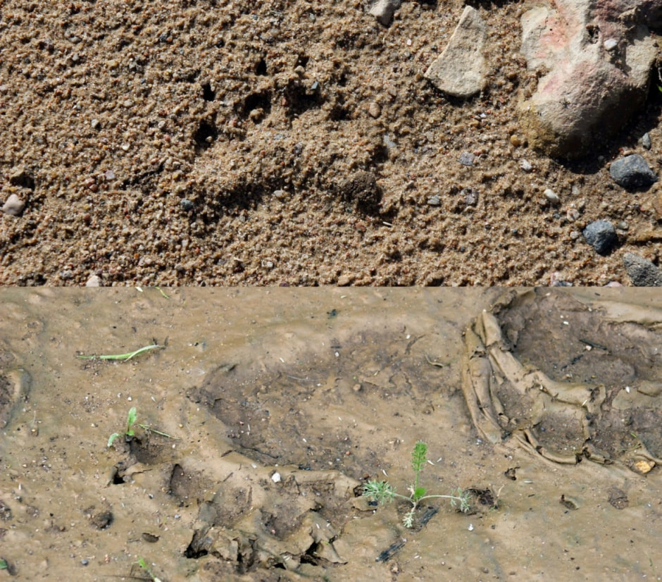 Следы животных 13.jpg