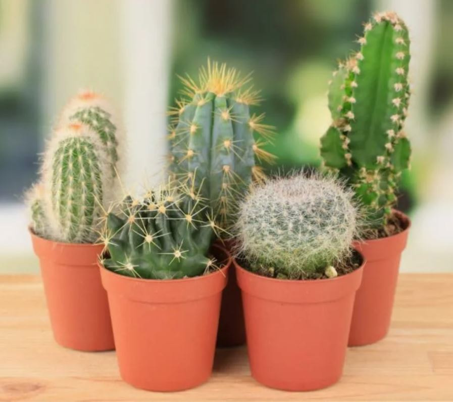 Комнатные цветы8.jpg Комнатные цветы8.jpg