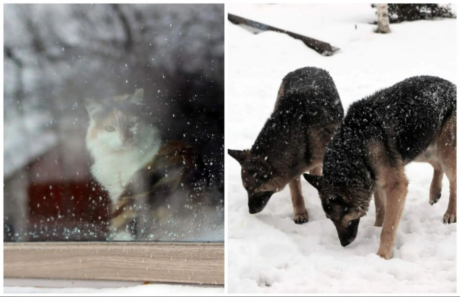 Спасение животных проект Земляне 9.jpg