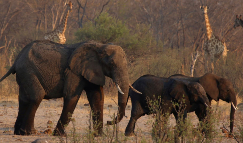 Слоны в Зимбабве 1.jpg