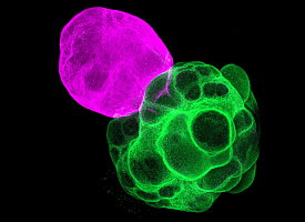 Японские ученые вырастили в лаборатории нейронные цепи, похожие на человеческий мозг