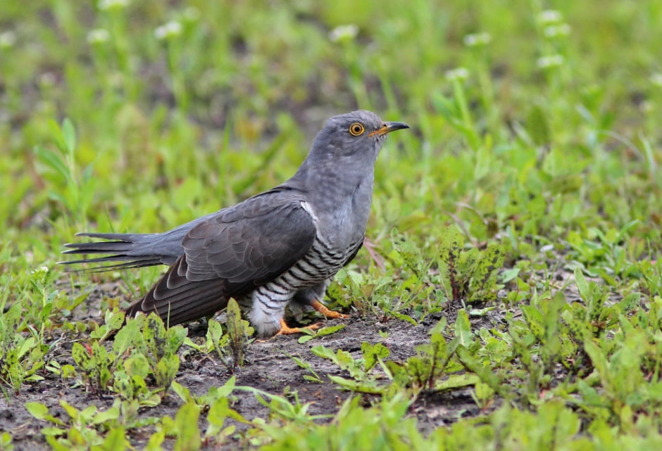 Зачем кукушка подрасывает яйца 9.jpg