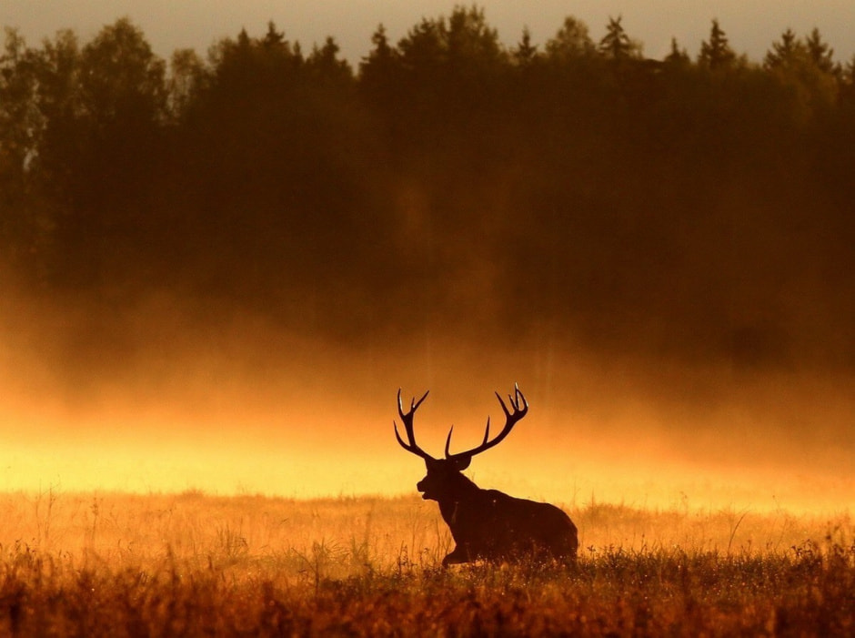 Фотограф дикой природы 6_Олень.jpg