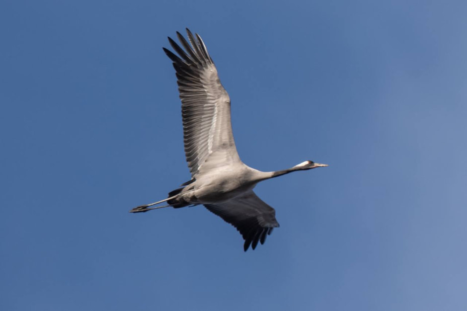 Валерия Трейтяк Журавль.jpg