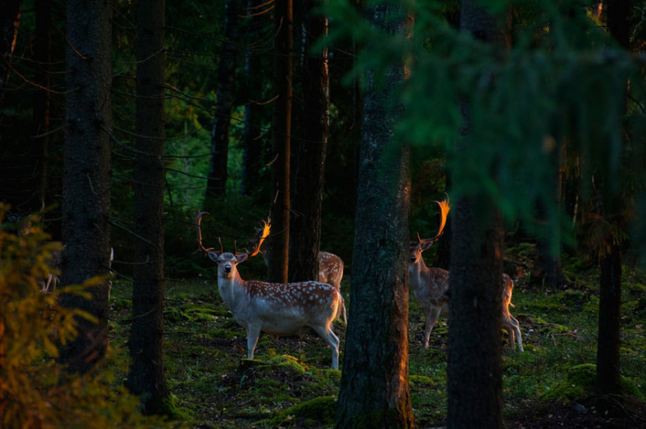 Европеиская лань 6.jpg
