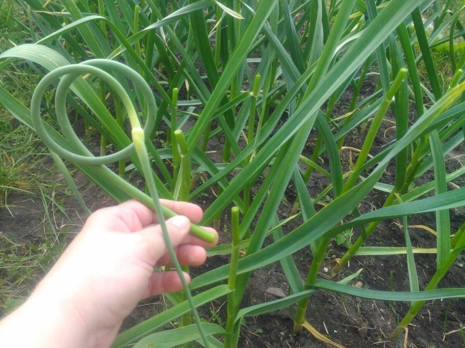 Как удалять чесночные стрелки 2.jpg