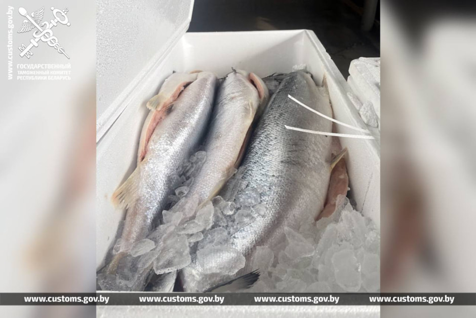 лосось Витебская таможня.jpg