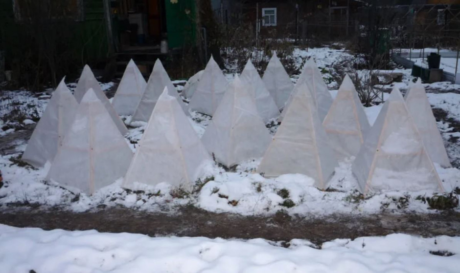 укрытие растений.jpg