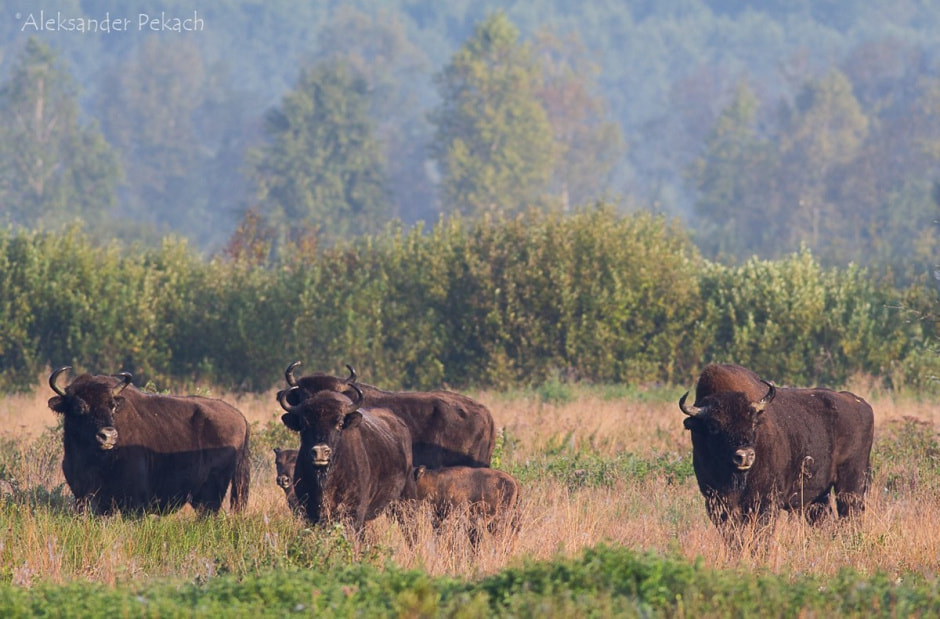 Хата на болоте 15.jpg