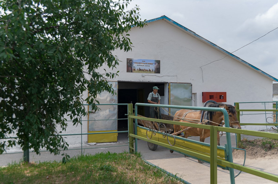 Лошади в Столинском районе 10.jpg