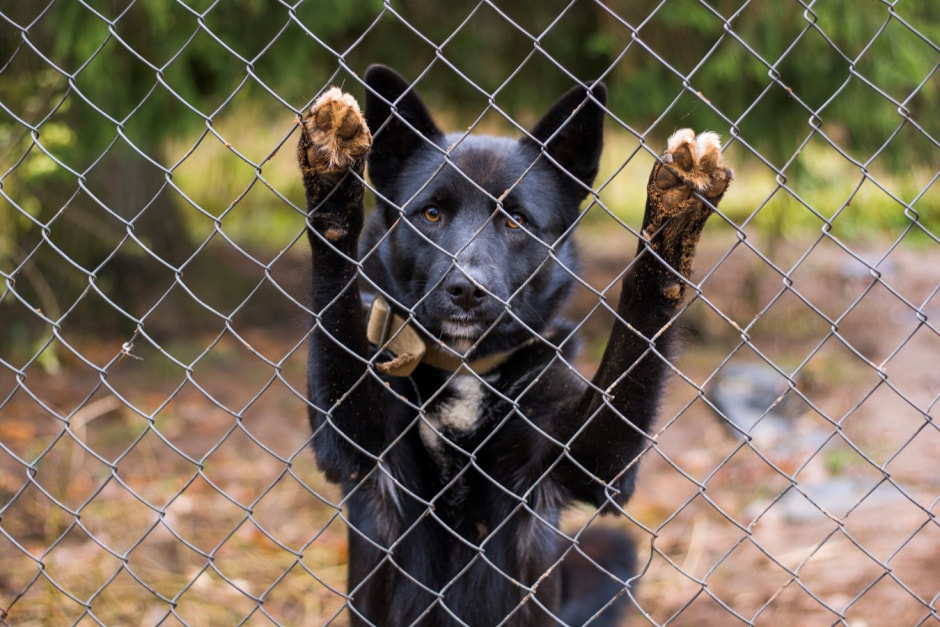 Одни на целый хутор Красный бор 14.jpg