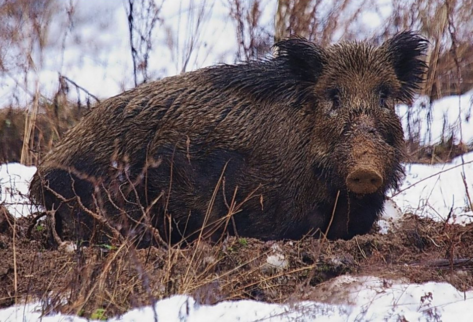 Дикая природа кабан 9.png