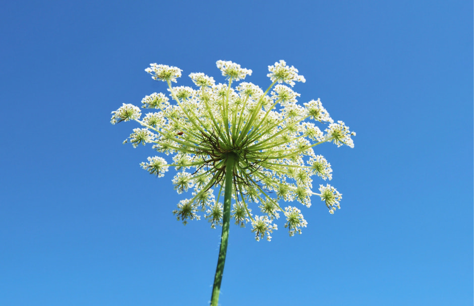 Борщевик Сосновского.jpg